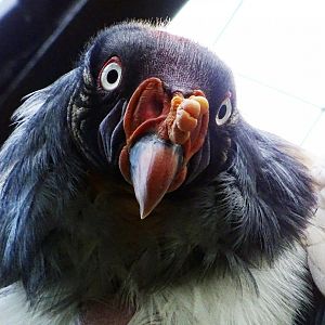 King Vulture