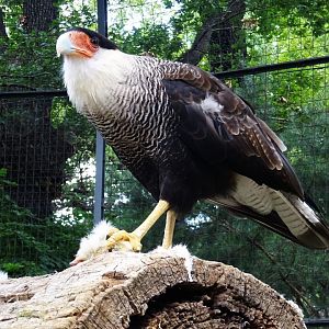 Crested Caracara