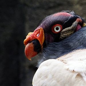 King Vulture