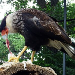 Crested Caracara