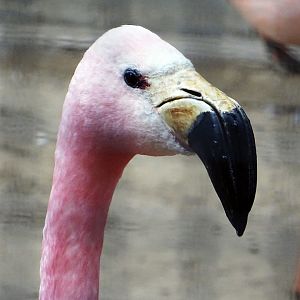 Andean Flamingo