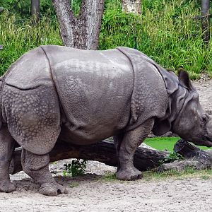 Indian Rhinoceros
