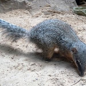 Narrow-Striped Bokiboky