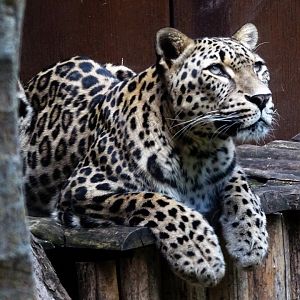 Persian Leopard
