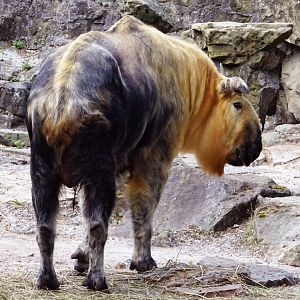 Sichuan Takin