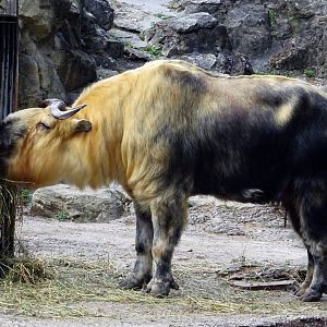 Sichuan Takin