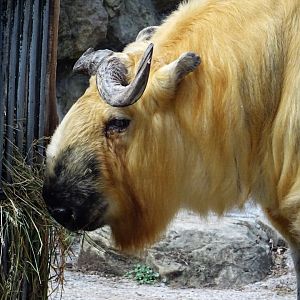 Sichuan Takin