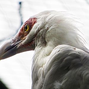 Palm-Nut Vulture