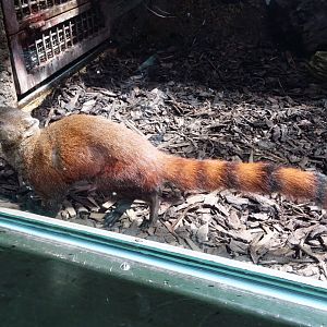 Ring-Tailed Vontsira