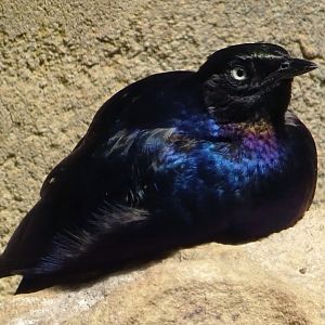 Rüppell’s Glossy Starling