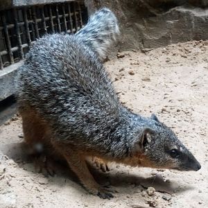 Narrow-Striped Bokiboky