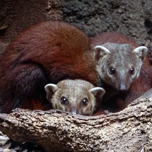 Ring-Tailed Vontsira