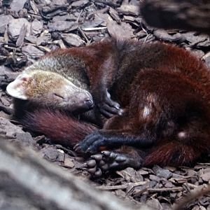 Ring-Tailed Vontsira