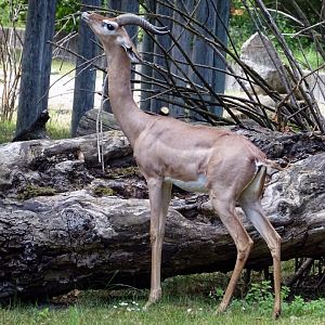 Southern Gerenuk