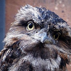 Tawny Frogmouth