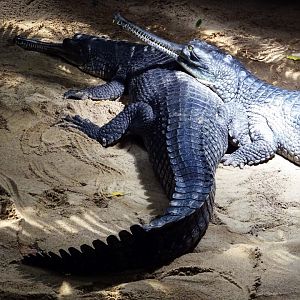 Indian Gharial