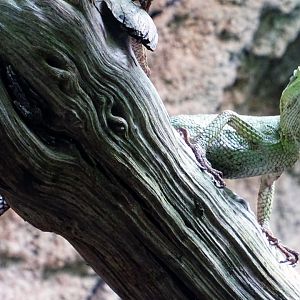 Eastern Casquehead Iguana