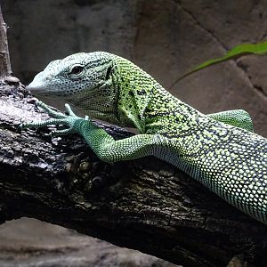 Green Tree Monitor