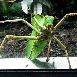 Giant Katydid