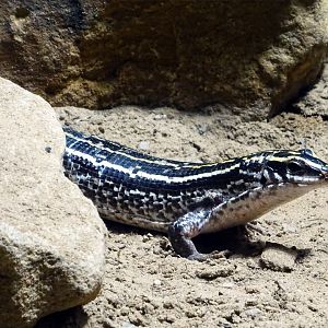 Striped Plated Lizard