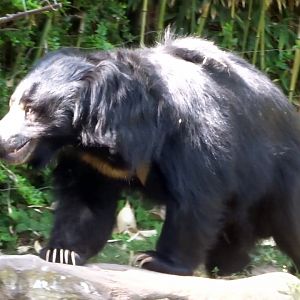 Indian Sloth Bear