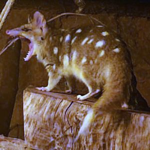 Eastern Quoll