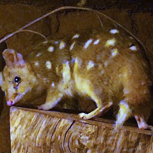 Eastern Quoll