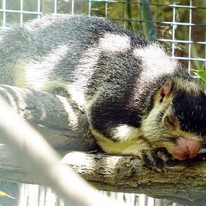 Sri Lanka Flying Squirrel
