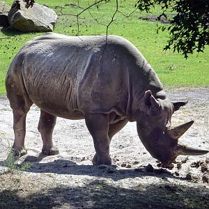 Eastern Black Rhinoceros