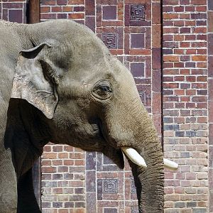 Asian Elephant
