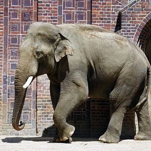 Asian Elephant