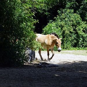 Przewalski's Horse