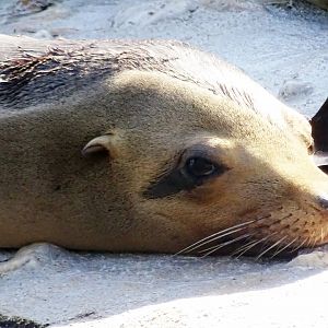 Californian Sea Lion