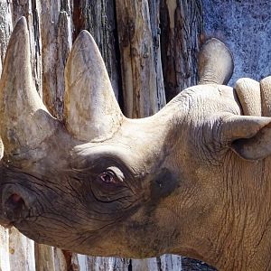 Eastern Black Rhinoceros