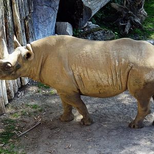 Eastern Black Rhinoceros