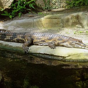 Sunda Gharial