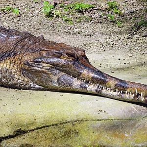Sunda Gharial