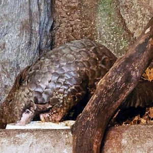 Chinese Pangolin
