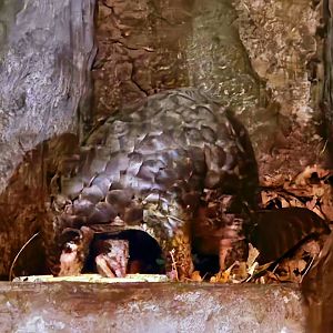 Chinese Pangolin