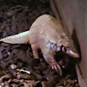 Chinese Pangolin