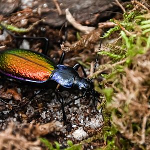 Carabus hispanus