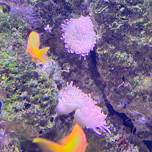 Anemone ID - Lakeland Wildlife Oasis, UK