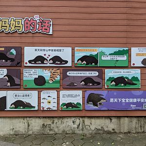 Pangolin story boards