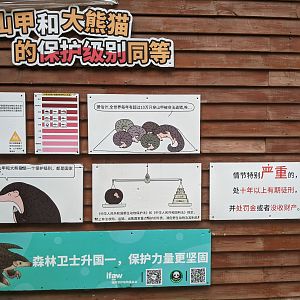 Pangolin story boards