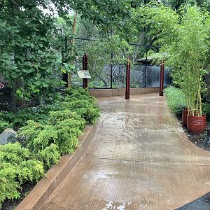 Red Panda Forest - Red Panda Viewing Area