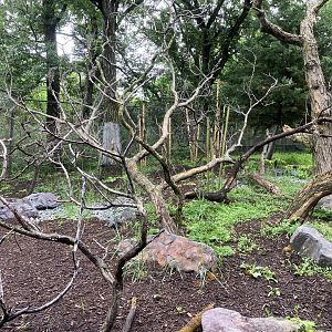 Red Panda Forest - Chinese Red Panda Exhibit