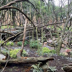 Red Panda Forest - Chinese Red Panda Exhibit