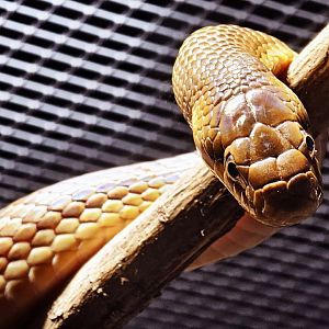 Haus der Natur - Aesculapian Snake