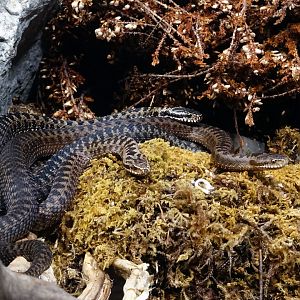 Haus der Natur - European Adder