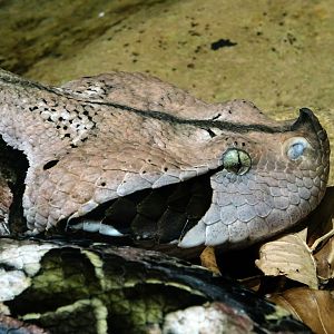 Haus der Natur - West African Gaboon Viper